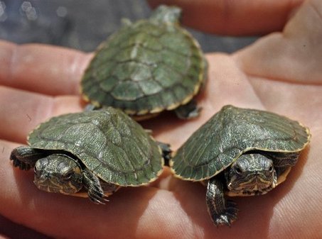 Turtles are a favorite Asian food Turtles